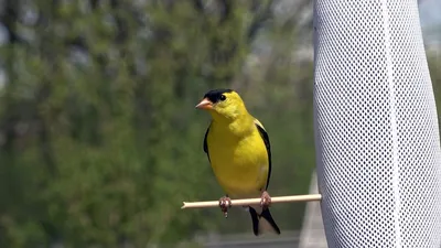 Чиж (Carduelis spinus). Фотогалерея птиц. Фотографии птиц России, Беларуси,  Украины, Казахстана, Таджикистана, Азербайджана.