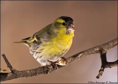 Американский чиж (Spinus tristis) / Статьи / Птицы Европы