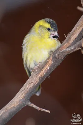 Чиж (Carduelis spinus). Птицы Сибири.