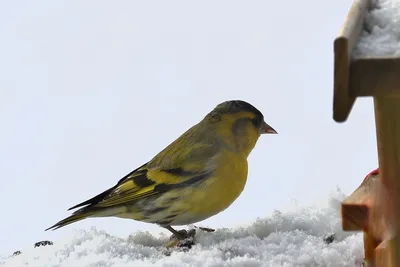 Чиж (Carduelis (Spinus) spinus) — Зоопарк «Лимпопо» г. Нижний Новгород –  Нижегородский зоопарк