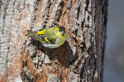 Чиж (Carduelis spinus). Птицы Казахстана.