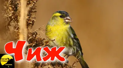 Чиж Spinus spinus Eurasian Siskin