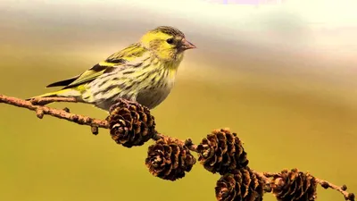 Охотник за семечками / Птица чиж (Carduelis spinus) Птичка чижик относится  к семейству вьюрковых отряда воробьиных Как все птицы этого отряда, она не  отличается большими размерами Длина ее тела обычно достигает 12