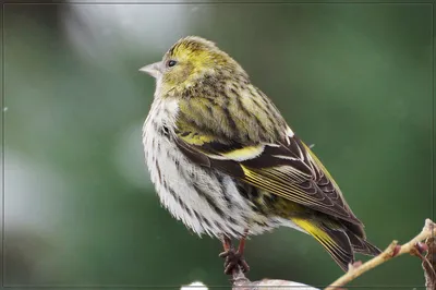 Чиж (Carduelis spinus). Фотогалерея птиц. Фотографии птиц России, Беларуси,  Украины, Казахстана, Таджикистана, Азербайджана.