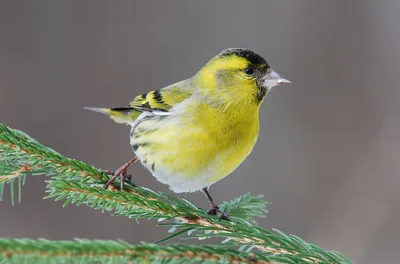 Американский чиж (Spinus tristis) / Статьи / Птицы Европы