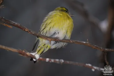 Бородатый чиж - eBird