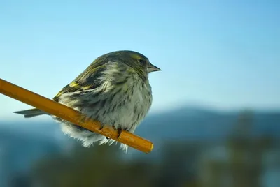 Чиж (Carduelis (Spinus) spinus) — Зоопарк «Лимпопо» г. Нижний Новгород –  Нижегородский зоопарк