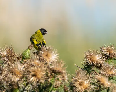 Чиж (Carduelis spinus). Птицы Сибири.