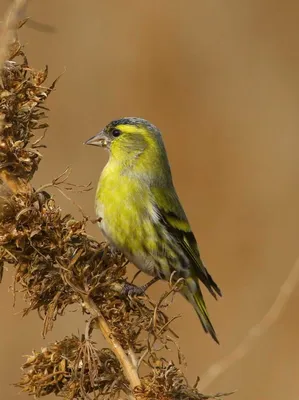 Чиж (Carduelis (Spinus) spinus) — Зоопарк «Лимпопо» г. Нижний Новгород –  Нижегородский зоопарк