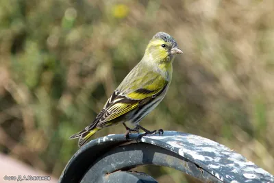 Чиж (Carduelis spinus). Птицы Сибири.