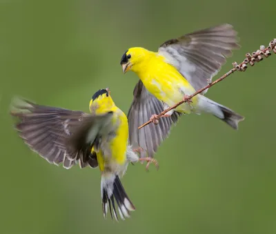 Домашняя канарейка Bird Brabing Passerine Желтобрюхий чиж, Bird, животные,  фауна, певчая птица png | Klipartz