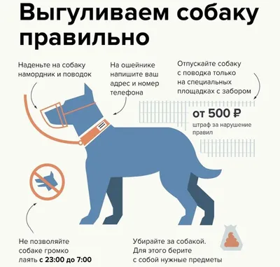 Картинки с собаками: фон для вашего устройства