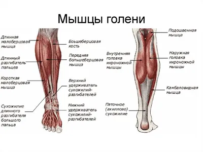 Что такое голень у человека фото