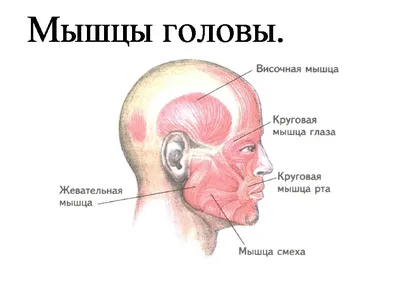 Тема Жестов Жесты Рук Человека Показывающие Вид От Первого Лица  Изолированный На Белом Фоне В Студии — стоковые фотографии и другие  картинки Бизнес - iStock