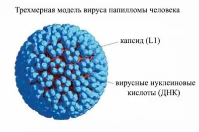 Вирус папилломы человека: где можно заразиться, какие виды способны  привести к раку и кому нужна вакцинация