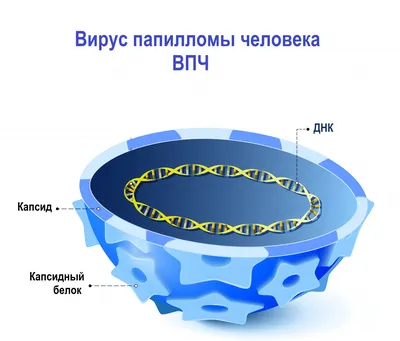 ВПЧ (вирус папилломы человека) | причины, симптомы, типы, диагностика и  лечение папилломавирусной инфекции