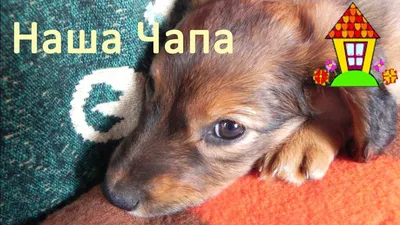Фото Чумы собак: бесплатное скачивание png и jpg