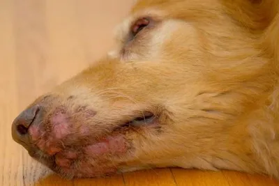 Фото симптомов чумки у собак для использования в документации