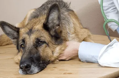 Картинки симптомов чумки у собак в уникальном стиле
