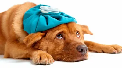 Картинки симптомов чумки у собак с масштабируемым размером