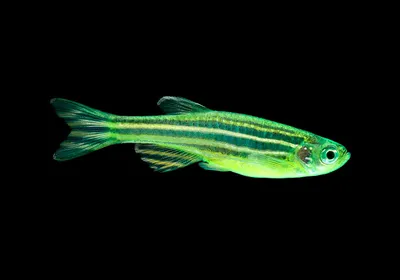 Данио рерио (GloFish) Пурпурный светящийся купить оптом в Санкт-Петербурге