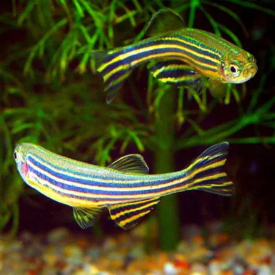 Данио GLOFISH салатовый (Danio GLOFISH) оптом от производителя