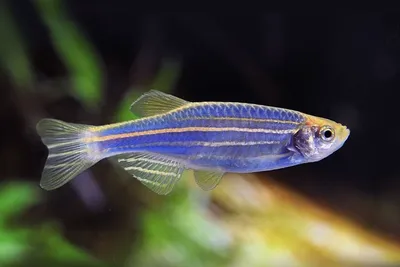 Данио Рерио (Danio rerio): описание, содержание и уход, разведение,  подвиды, фото