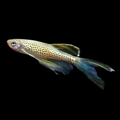 Купить Данио салатовое электричество Danio GloFish- Danio.com.ua