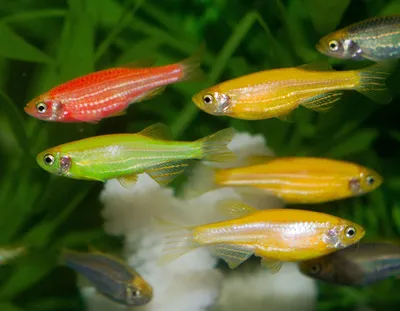 Данио Глофиш (Glofish) цвета в ассортименте / Карповые / Аквариумные рыбки  / КАТАЛОГ ТОВАРОВ / Аквадом - зоомагазин