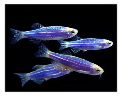 Аквариумная рыбка Данио GloFish - Зеленая