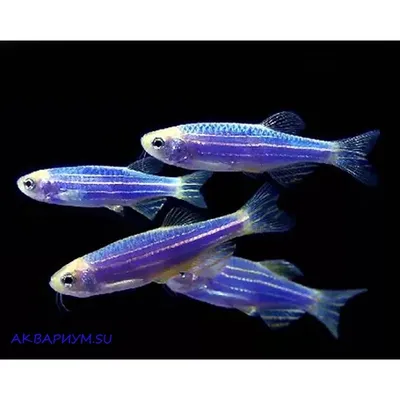 Аквариумная рыбка Данио GloFish - Желтая