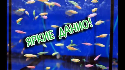 Данио рерио Зелёный лазер купить в интернет-магазине AQUA-SHOP