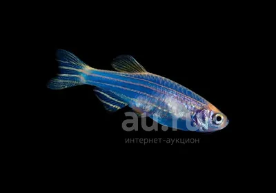 Купить Данио Глофиш (GloFish) аквариумную рыбку с доставкой по Украине - ИМ  Акварыбки