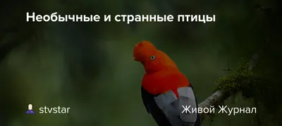 Странные птицы | Материя Люцида | Дзен