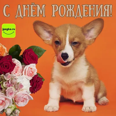 Открытки с днем рождения с собакой. 🐶🐾 40 (41 шт.)