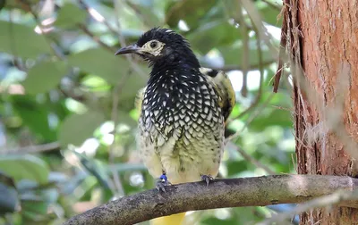 🦜Невероятные редкие птицы в мире , сделают этот вторник отличным днём с  прекрасным настроением! | Жанна Аттар | Дзен