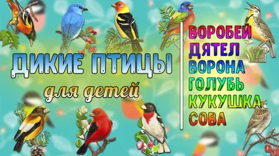 Ручные и дикие: какие птицы живут в Москве