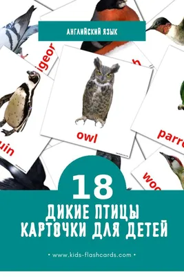 18 Бесплатных Карточек Дикие птицы на Русском | PDF | Картинки домашних  животных, Дошкольные проекты, Дикие птицы