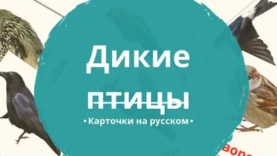 Дикие птицы возвышенности земной родом из турции Стоковое Фото -  изображение насчитывающей пиршество, игра: 197716762