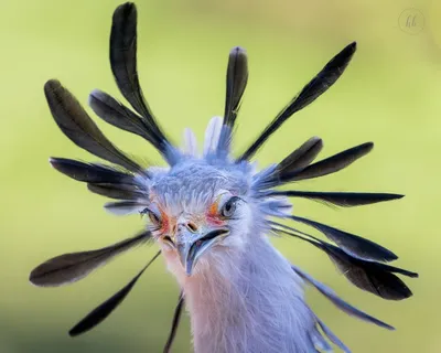 Пин от пользователя Natalia Lyseiko Zaharuk на доске birds | Курообразные,  Редкие животные, Красивые птицы