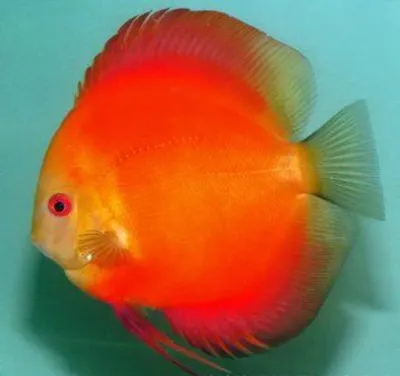 Дискус красная дыня (Discus Red Melon) | Aquarium-Style