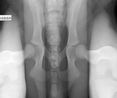 Дисплазия у собак: фото и картинки для скачивания