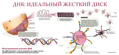 Ученые проверили, может ли коронавирус встраиваться в ДНК человека - РИА  Новости, 30.07.2021