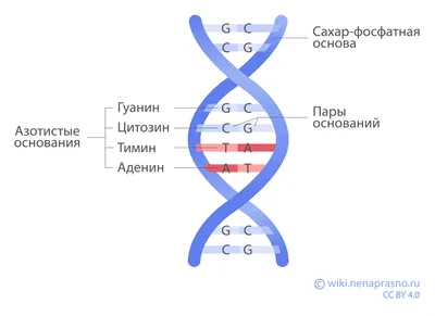 Генетики секвенировали Y-хромосому, завершив расшифровку ДНК человека