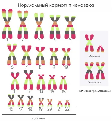 Ученые нашли участок ДНК, который в древности внедрился в человека |  Ferra.ru | Дзен