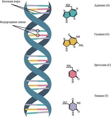 Как выглядит ДНК человека: фото под микроскопом — Блог MyGenetics