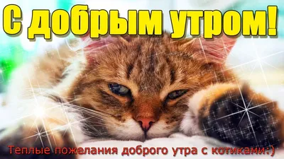 Добрый котик - 69 фото