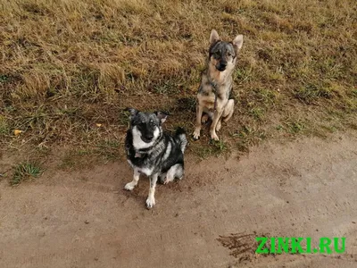 Скачать бесплатно фото добрых собак на рабочий стол