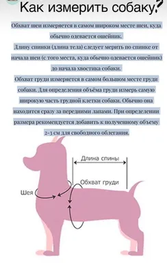 Собака в дождевике: комфорт в любую погоду