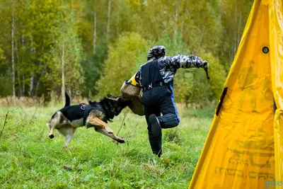 Фото с тренировок собак: бесплатное скачивание в хорошем качестве